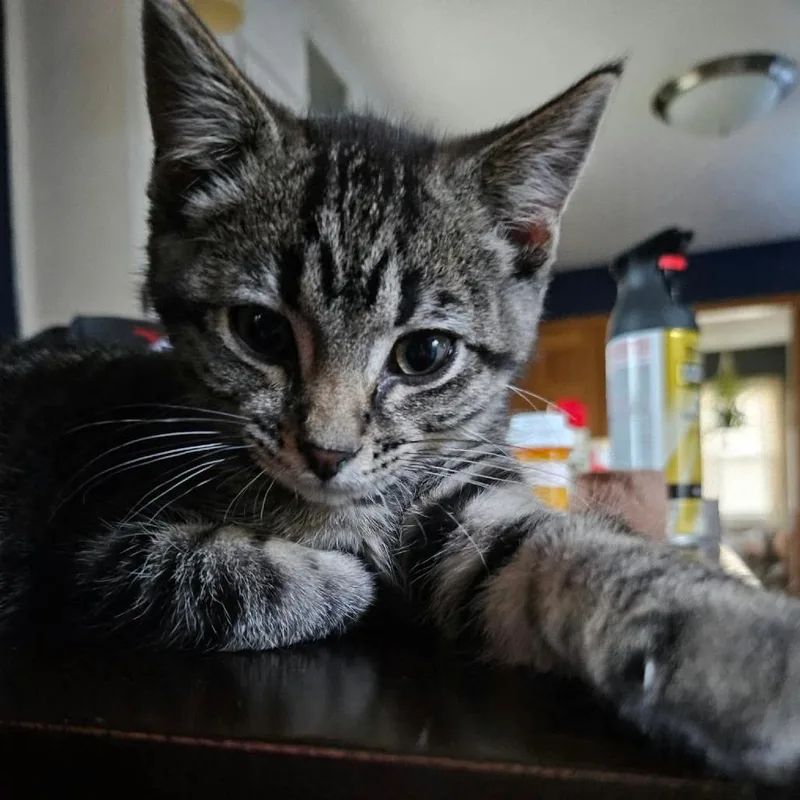 A baby small-sized male Gray / Blue / Silver Domestic Short Hair cat named Oreo for adoption in LYLE, MN