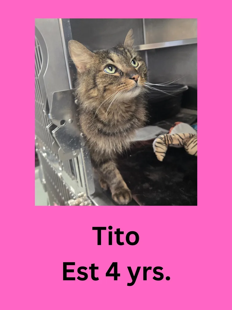 Tito