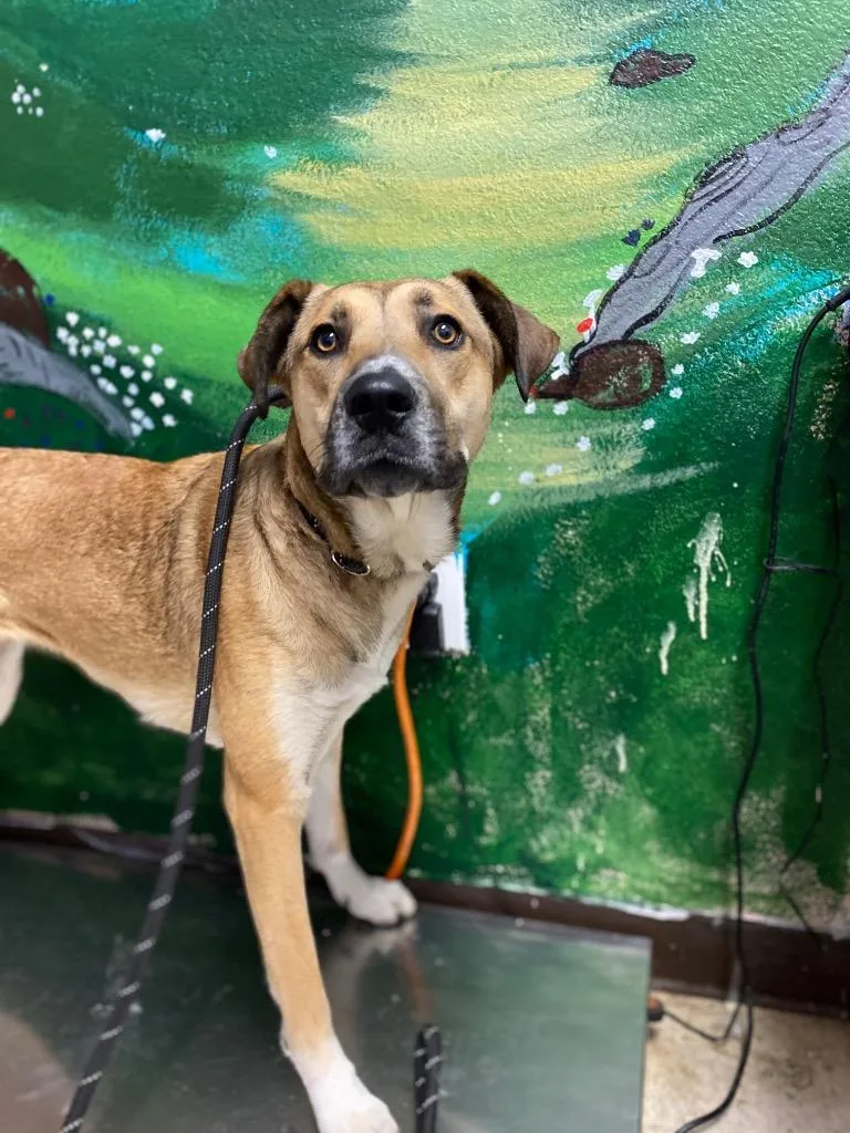 A young large-sized female German Shepherd Dog dog named Belle for adoption in New Braunfels, TX