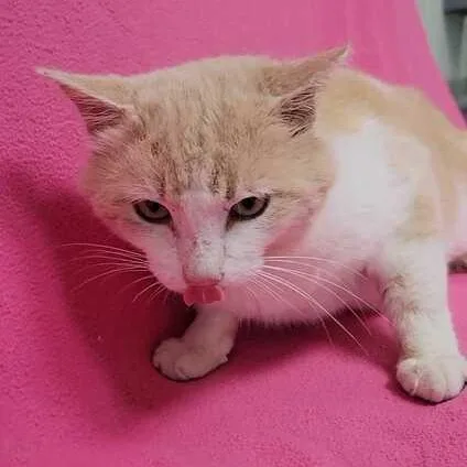 Muscadine thumbnail 2