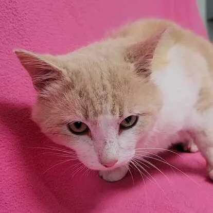 Muscadine thumbnail 3