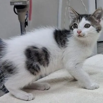 A young medium-sized female Tabby (Brown / Chocolate) Domestic Short Hair cat named Trudy for adoption in Norcross, GA