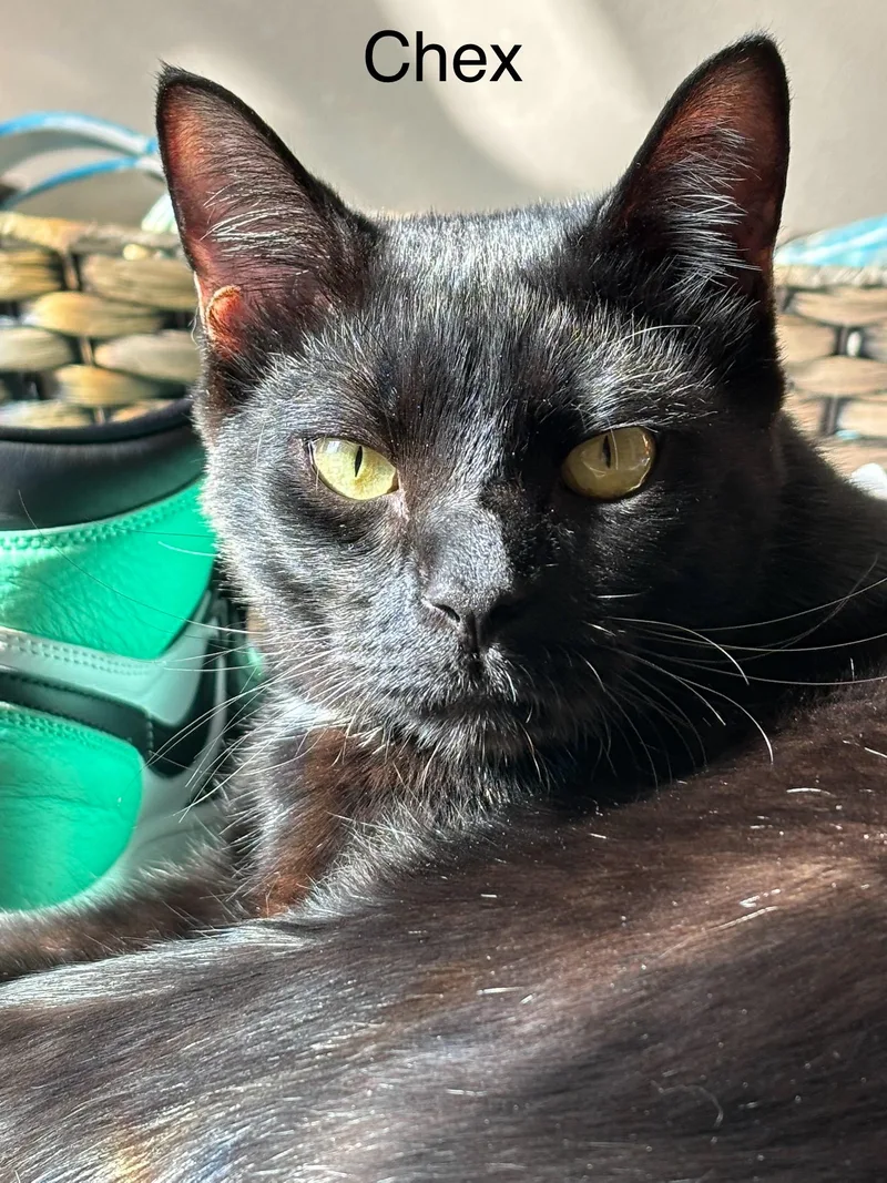 Chex  Super Sweet thumbnail 3