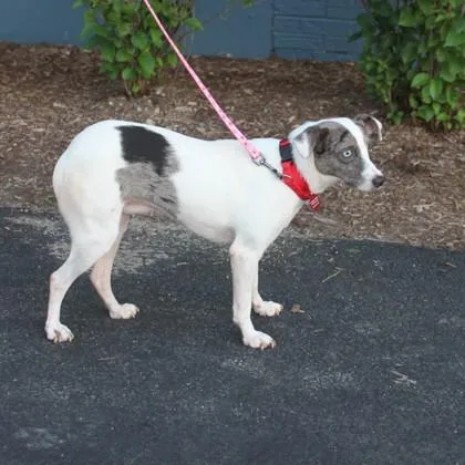 A young small-sized female Mixed Breed dog named Itsy for adoption in Elk Grove Village, IL
