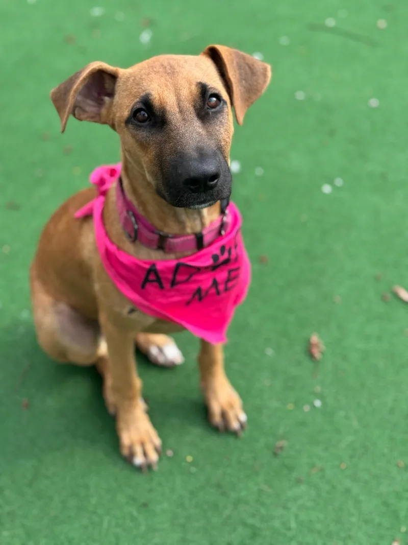 A young medium-sized female Apricot / Beige Black Mouth Cur dog named Aruban Ramona the party for adoption in Elgin, IL