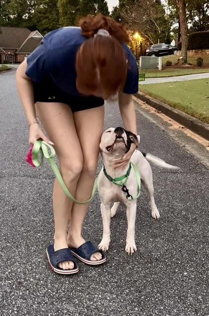 An adult medium-sized female Mixed Breed dog named Rylan for adoption in Chamblee, GA