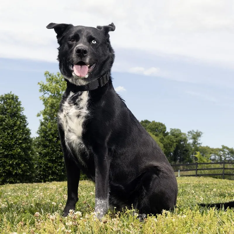 An adult large-sized female Black Labrador Retriever dog named Sophia for adoption in Franklin, TN