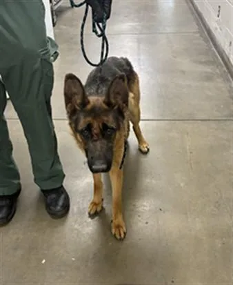 A young large-sized female German Shepherd Dog dog named Misty for adoption in Chatsworth, CA
