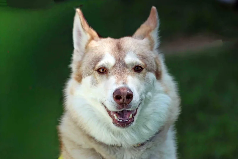 An adult medium-sized female Siberian Husky dog named Kailey for adoption in Walnut Creek, CA