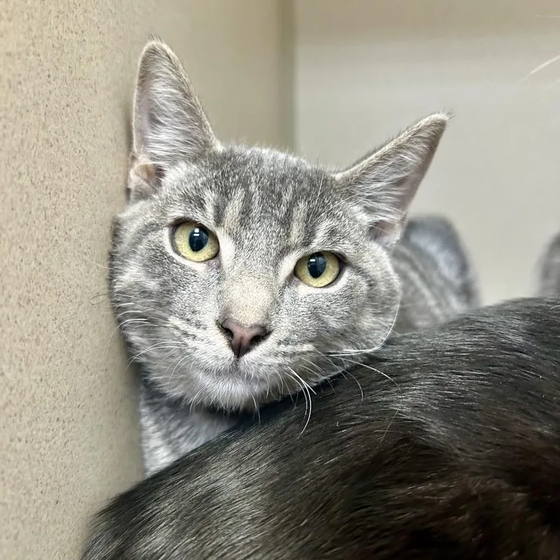 A baby medium-sized male Domestic Short Hair cat named Finnick for adoption in Great Falls, MT