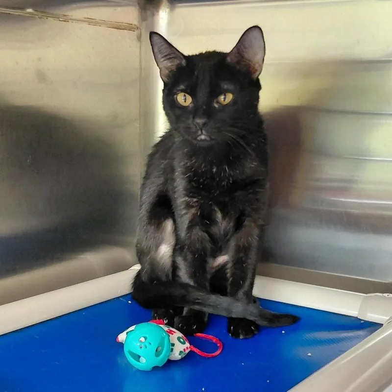 An adult small-sized female Black Domestic Short Hair cat named Quiche for adoption in Springfield, IL