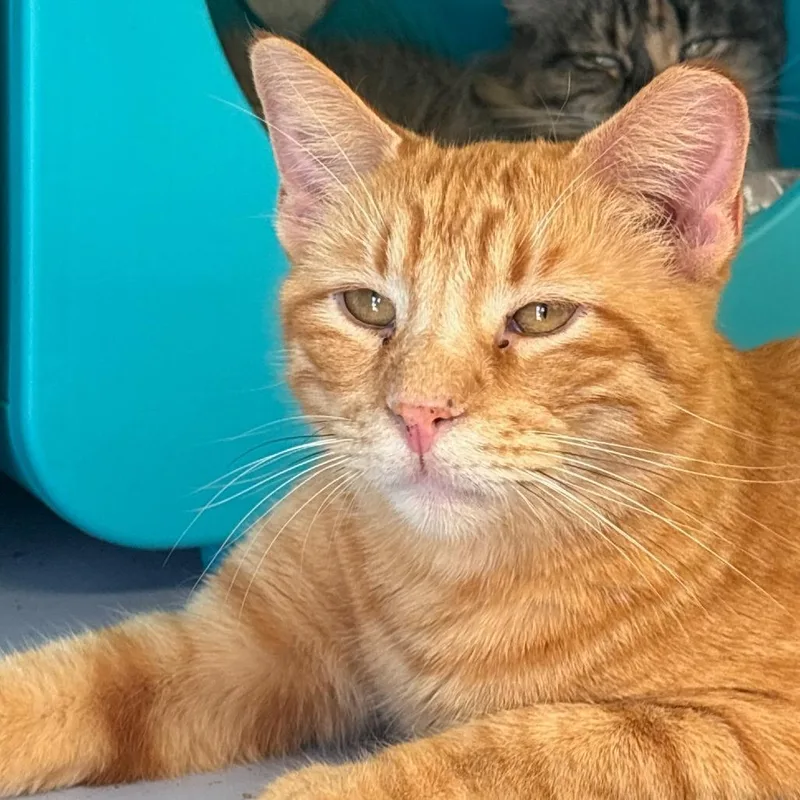 An adult medium-sized male Orange / Red Domestic Short Hair cat named Bingo for adoption in Midland, TX
