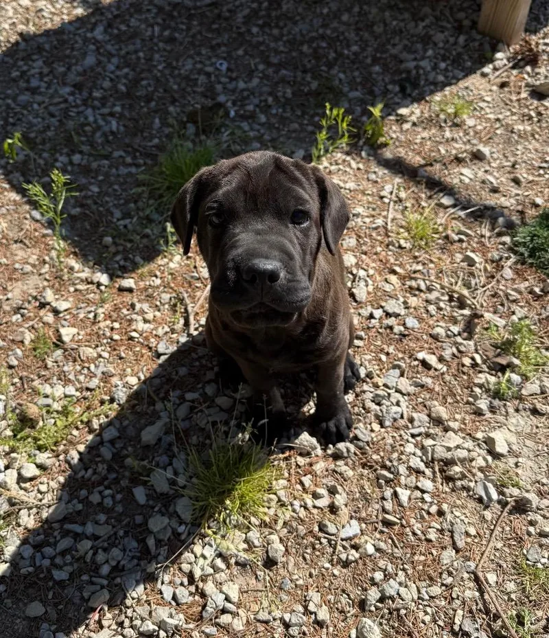 A baby medium-sized female Mixed Breed dog named Sugar for adoption in Lagrange, IN