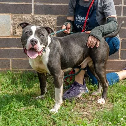 A young large-sized male Mixed Breed dog named Joshua for adoption in Chamblee, GA