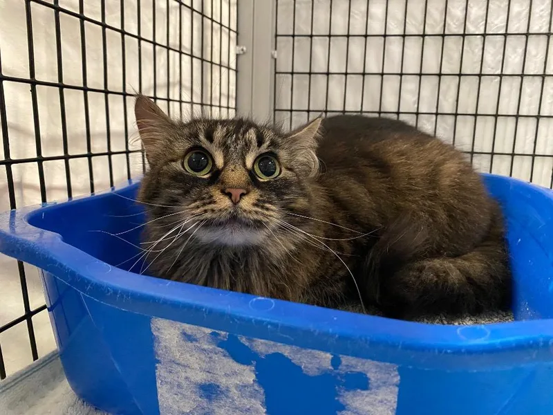 An adult medium-sized female Domestic Medium Hair cat named Rhododendron for adoption in Raleigh, NC