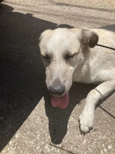 A young large-sized male Mixed Breed dog named Dos for adoption in Dallas, TX