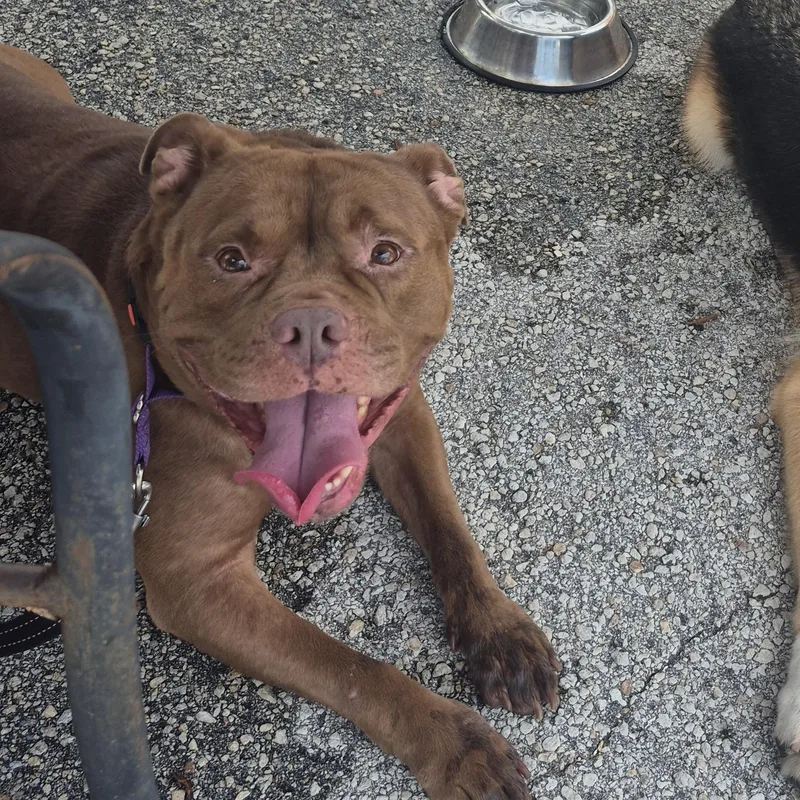 An adult large-sized female American Bulldog dog named Coco for adoption in Melbourne , FL