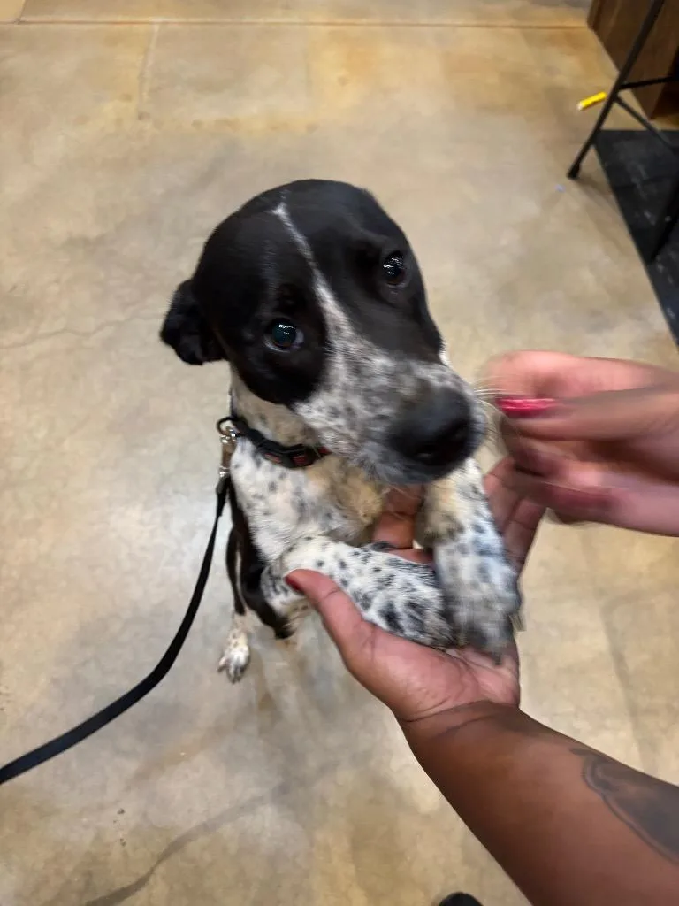 A young small-sized female Australian Cattle Dog / Blue Heeler dog named Found Animal for adoption in Douglasville, GA