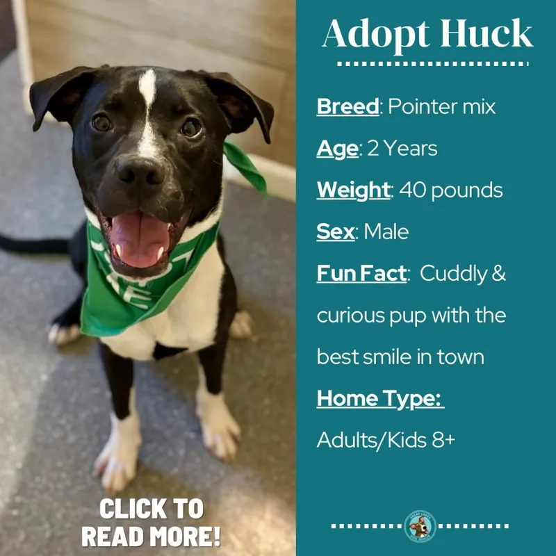 Huck thumbnail 4