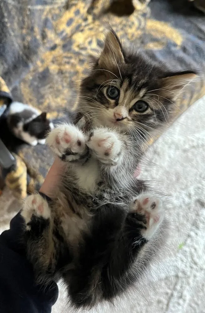 Nova