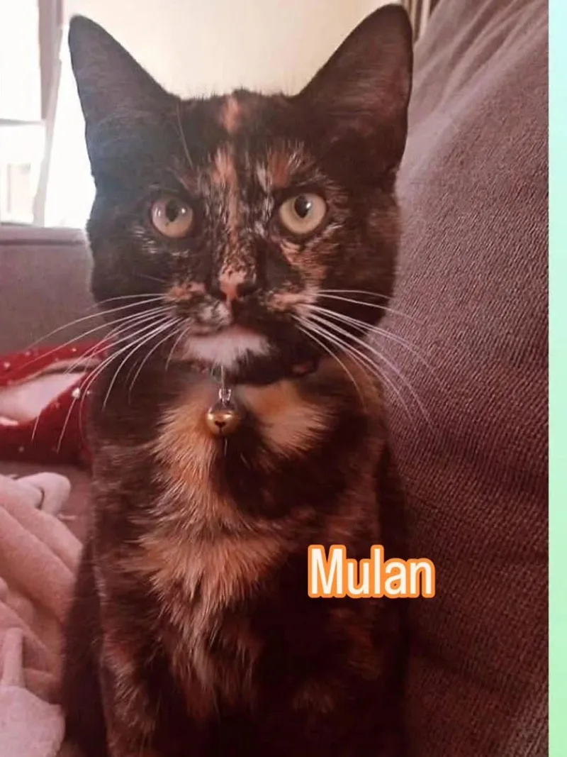 An adult medium-sized female Domestic Short Hair cat named Mulan for adoption in Canton, CT
