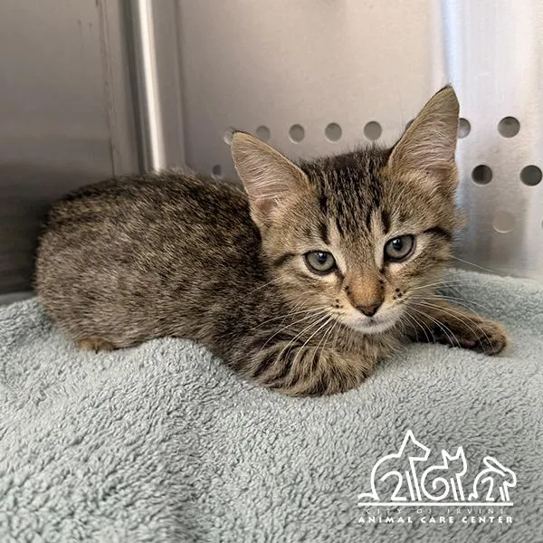 A baby small-sized female Domestic Short Hair cat named Winnie for adoption in Irvine, CA
