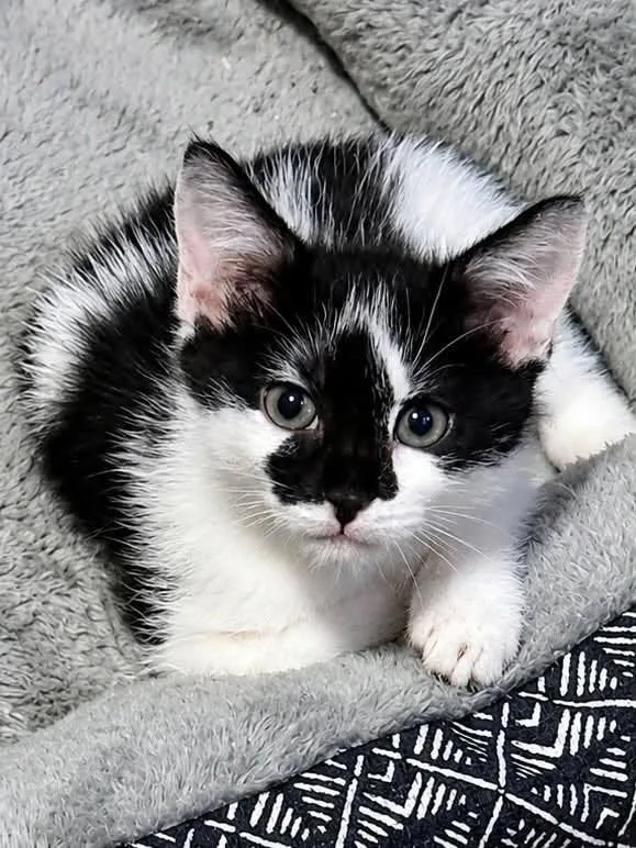 A baby medium-sized female Black & White / Tuxedo Domestic Short Hair cat named CeCe for adoption in Sioux Falls, SD