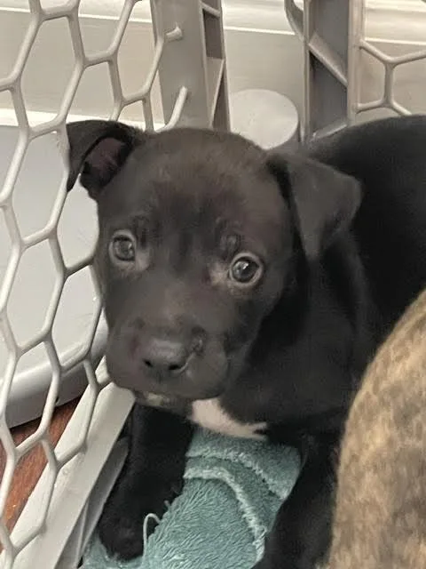 A young medium-sized female Brindle Mixed Breed dog named Miley Cyrus for adoption in Cincinnati, OH