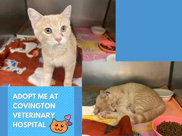 A baby small-sized male Domestic Short Hair cat named Frank for adoption in Fort Wayne, IN