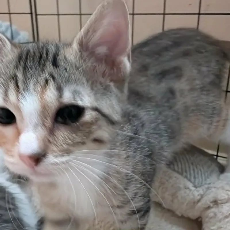 A young small-sized female Torbie Domestic Short Hair cat named Jezzer Armbrust for adoption in Eagle Mountain, UT