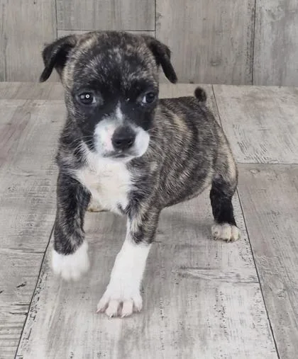 An adult small-sized female Terrier dog named Shy for adoption in Shreveport, LA