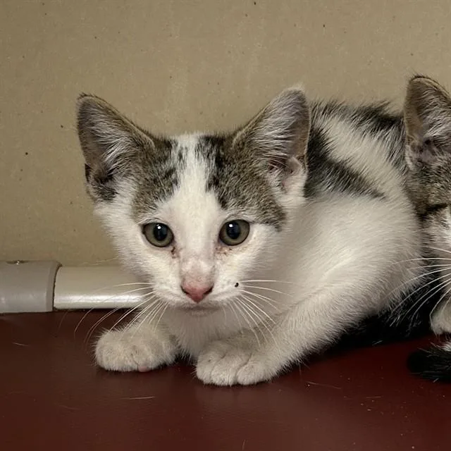 A baby small-sized male Domestic Short Hair cat named Tuba for adoption in Lincolnton, NC