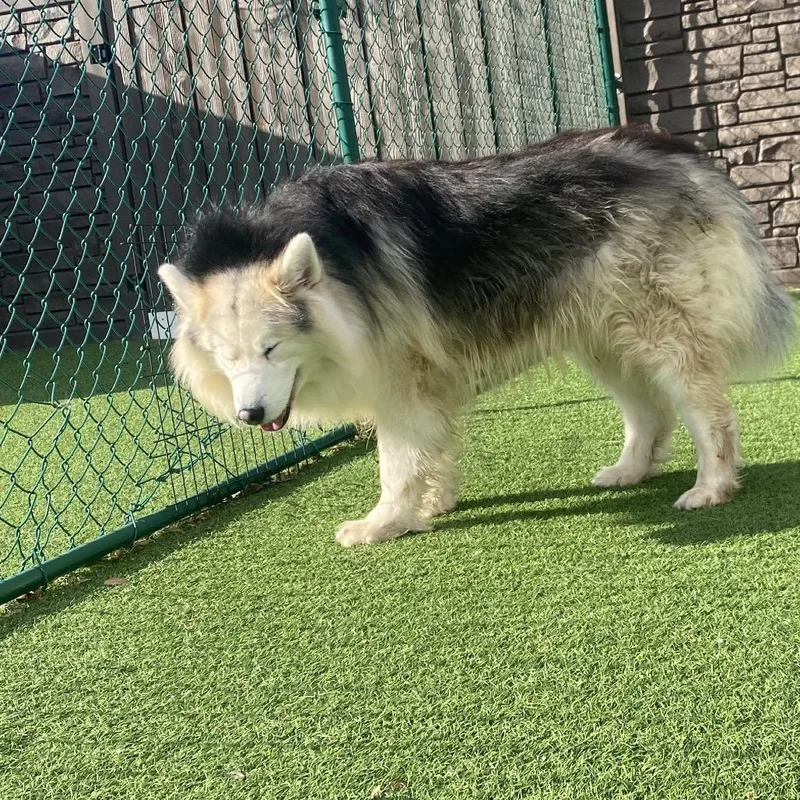An adult large-sized male White / Cream Husky dog named Gemz for adoption in LOXAHATCHEE, FL