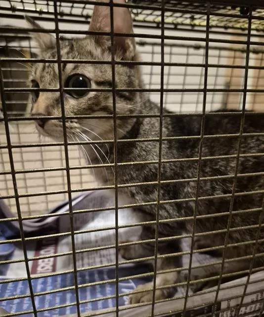 A young medium-sized male Domestic Short Hair cat named Bowie for adoption in San Antonio, TX