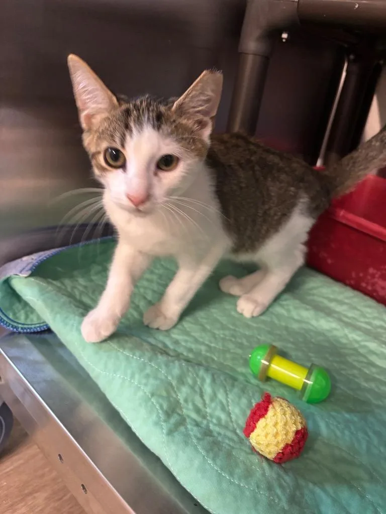 A baby large-sized male Domestic Short Hair cat named Quill for adoption in Metter, GA