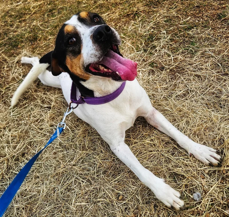 An adult medium-sized female Tricolor (Brown, Black, & White) Labrador Retriever dog named Apple for adoption in Dallas, TX