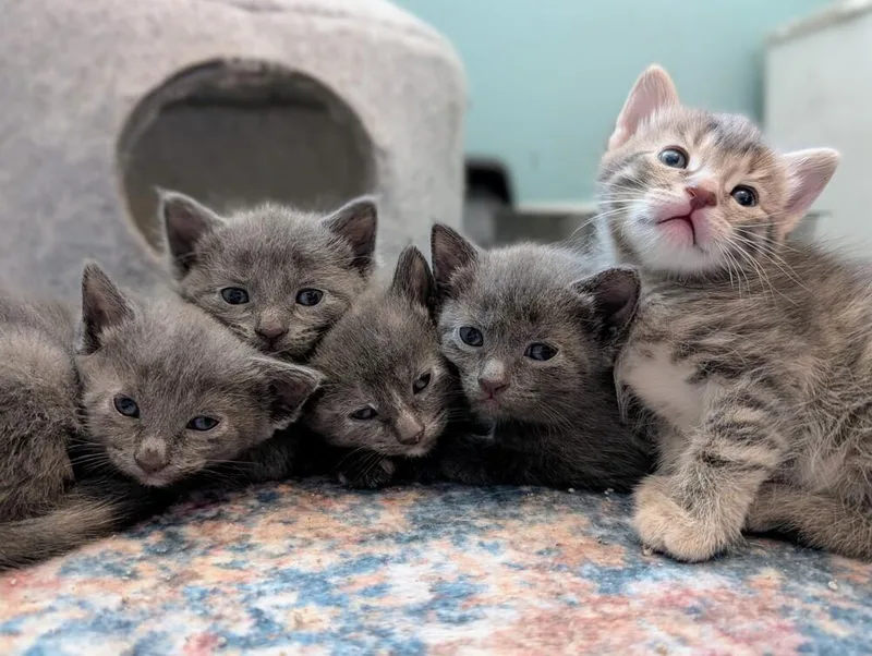 A baby small-sized female Domestic Short Hair cat named Coast for adoption in Chicago, IL