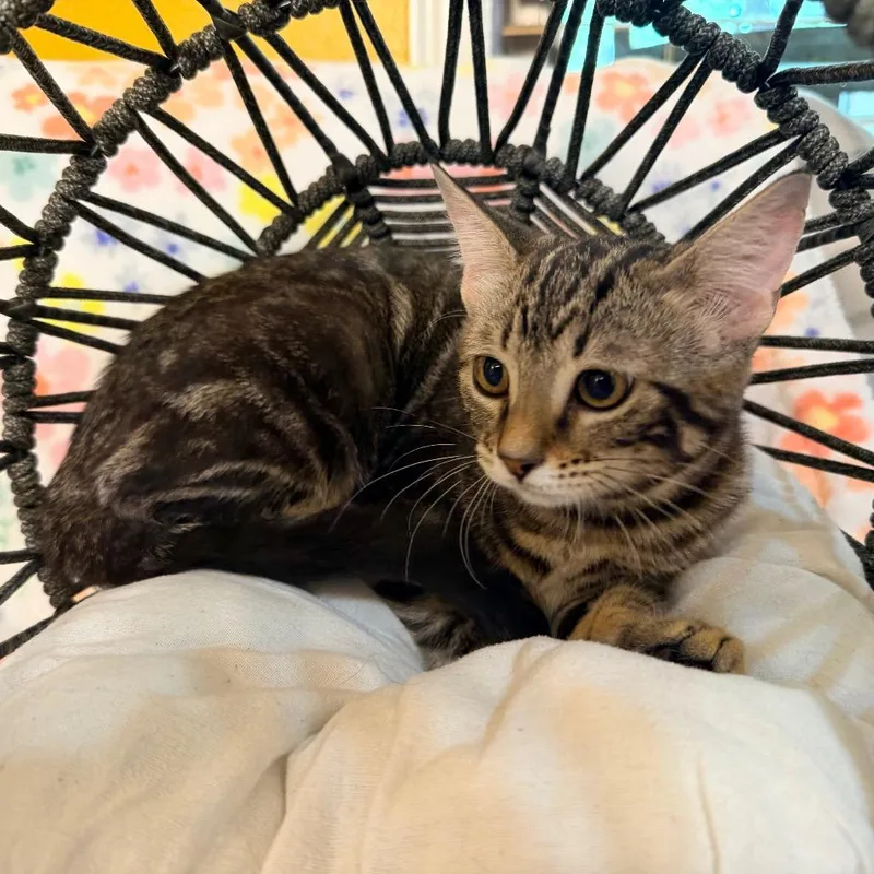A baby small-sized female Brown / Chocolate Domestic Short Hair cat named Layla for adoption in Flower Mound, TX