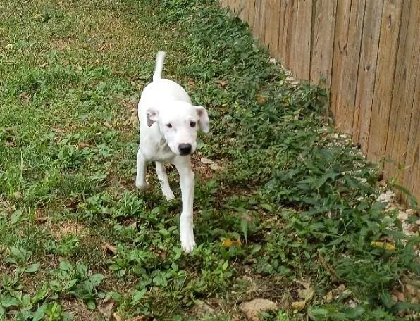 A baby medium-sized male Mixed Breed dog named Adam for adoption in Crocker, MO