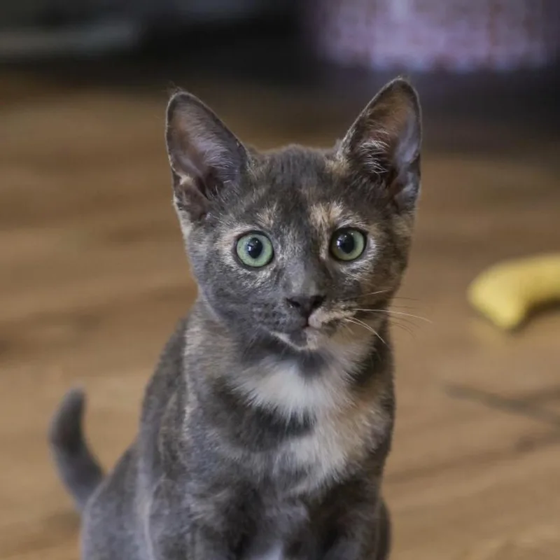 A baby small-sized female Tortoiseshell Domestic Short Hair cat named Sugar for adoption in Los Angeles, CA