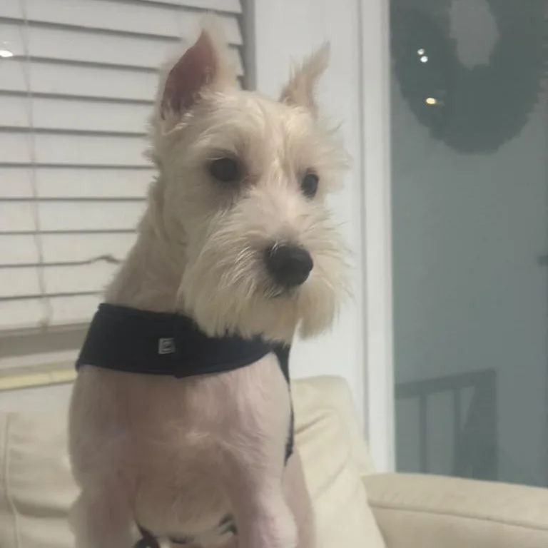 A young small-sized male Miniature Schnauzer dog named Dante for adoption in Miami, FL