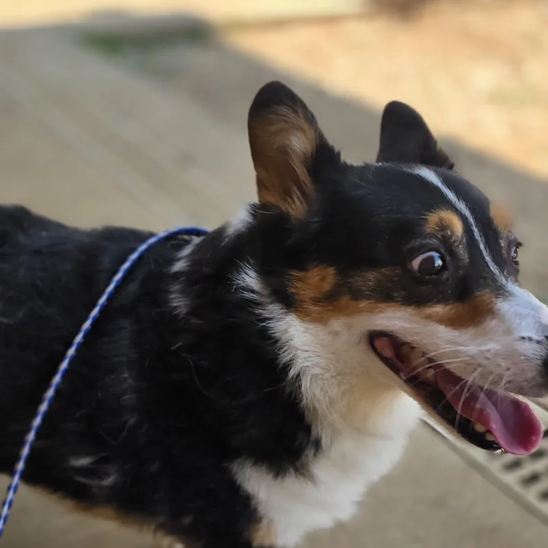 A young small-sized male White / Cream Pembroke Welsh Corgi dog named Gavin Goldfish for adoption in Athens, AL