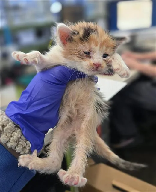 A baby medium-sized female Domestic Medium Hair cat named Bernadette for adoption in Dallas, TX