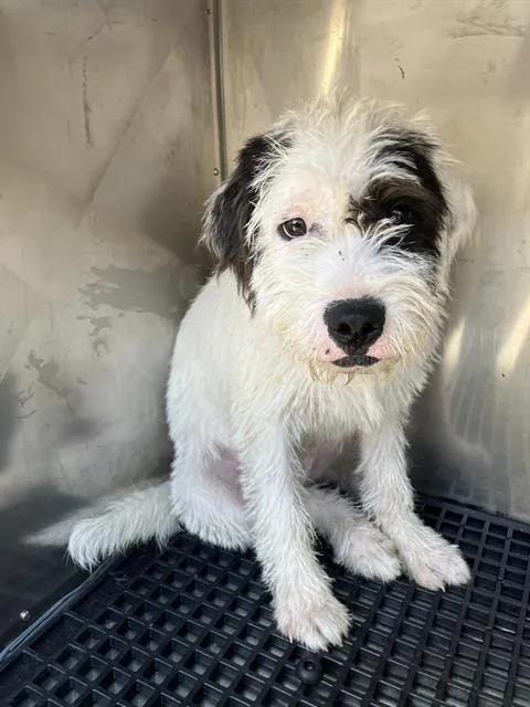 A young medium-sized male Mixed Breed dog named Elmo for adoption in Dallas, TX