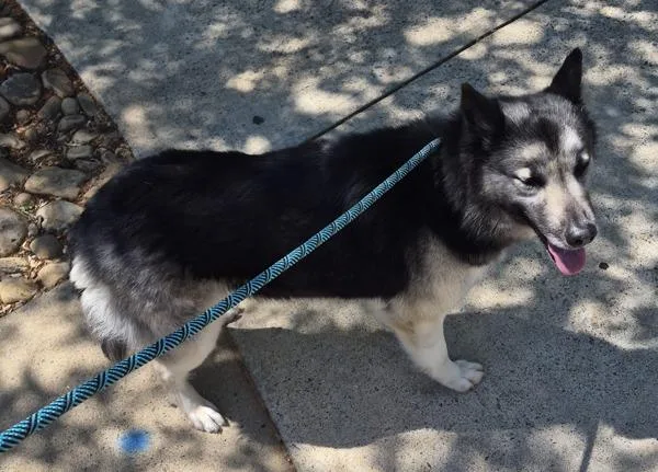 An adult medium-sized female Siberian Husky dog named Pen C Mariah for adoption in Lawrenceville, GA