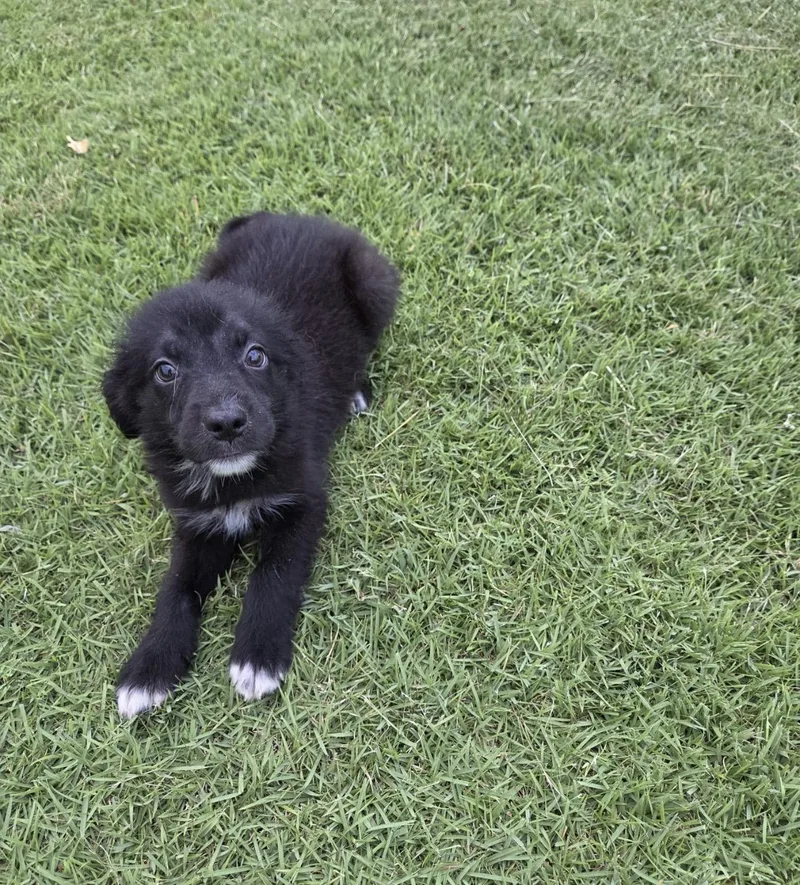 A baby medium-sized male Golden Retriever dog named Kaleb for adoption in New York, NY