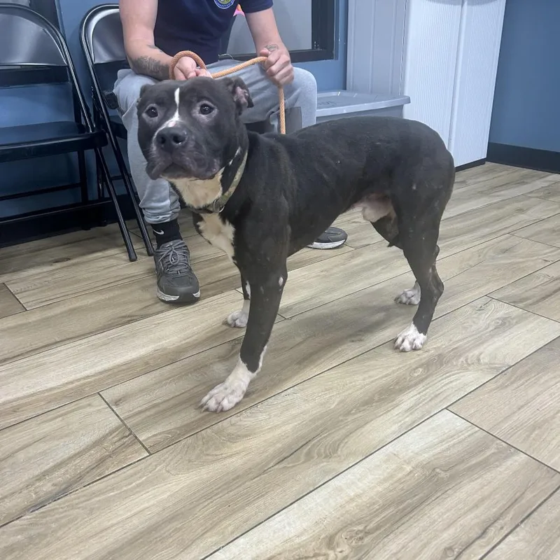 An adult medium-sized male Black Pit Bull Terrier dog named Jalen Brunson for adoption in Newark, NJ