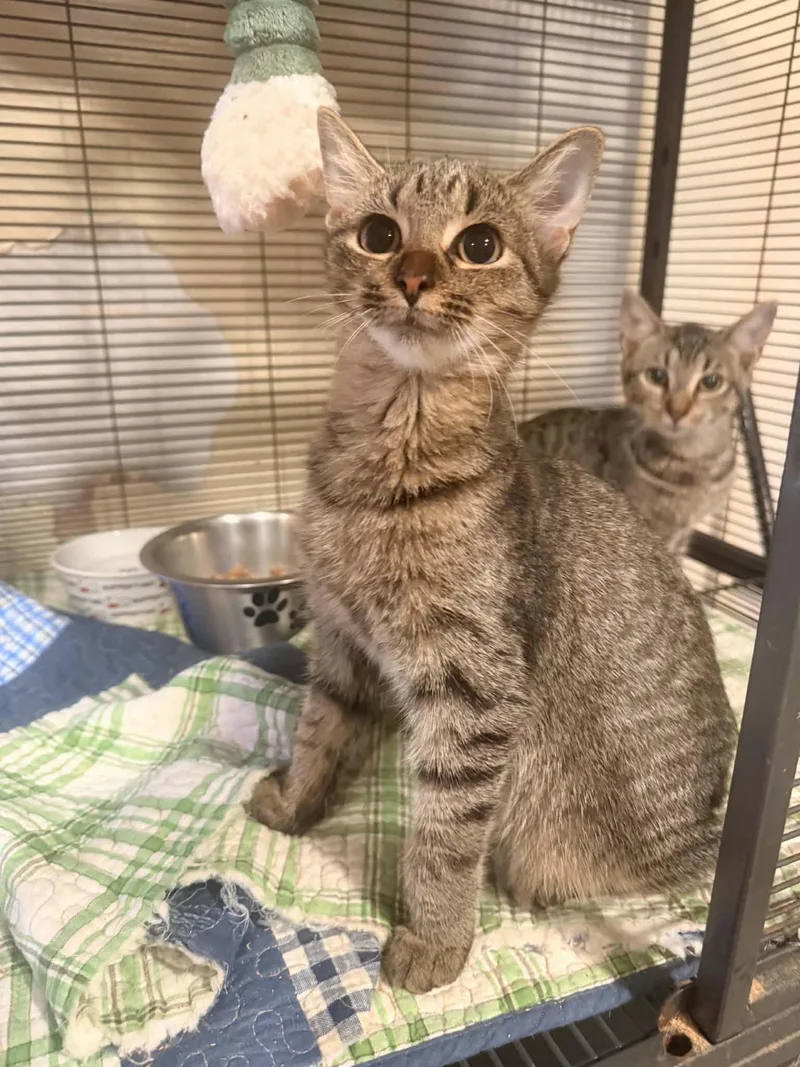 A young medium-sized female Domestic Short Hair cat named Lily for adoption in Bishopville, SC