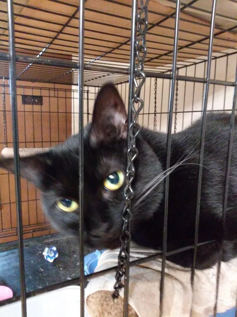 An adult large-sized female Domestic Short Hair cat named Kiah Rich  FRIENDLY for adoption in Stowe, PA