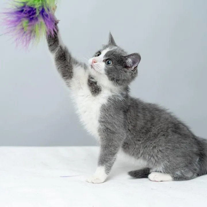 A baby medium-sized female Gray & White Domestic Medium Hair cat named Grace Fun And Friendly for adoption in Bethel, CT